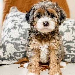 Aussiedoodles, Australian Mountain Doodles, Bernedoodles, and Poodles from Steindoodles