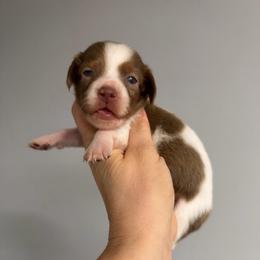 Spot - Piebald male Dachshund puppy in Fredericksburg, Indiana from Blue River Mini Dachshunds
