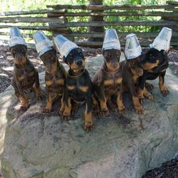 Doberman Pinscher Puppies from Laurel Vail