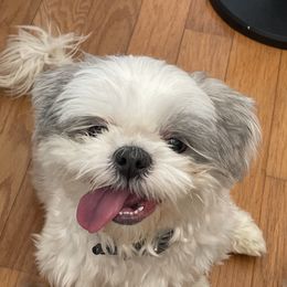 Jiffy - Shih Tzu