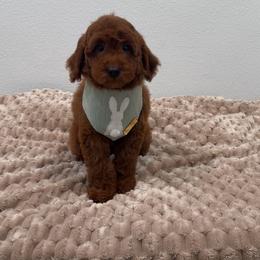 Holly - Red  female Goldendoodle puppy in Anaheim, California from Doodles