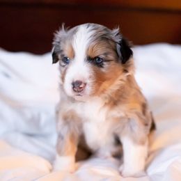 Australian Shepherds from Blue Mountain Aussies