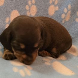 Chocolate and cream smooth boy - Chocolate and cream male Dachshund puppy in Lyle, Washington from Wines Wienery