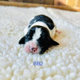 BB2 - Black and white male Basset Hound puppy in Britton, South Dakota from K&S Canines