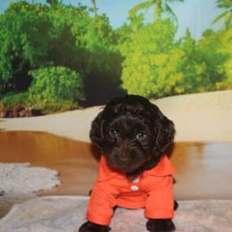 Cockapoo Puppies from JP Cockapoos LLC