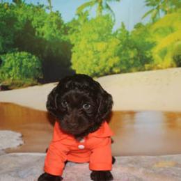 Cockapoo Puppies from JP Cockapoos LLC