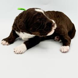 Gingerbread - Tri-color male Bernedoodle puppy in Mount Pleasant, Tennessee from Doodle My Heart