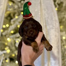 Dachshund Puppies from Doodle Bugs Doxies