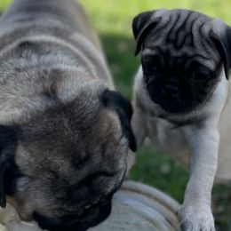 Pugs from Ava's Pugs