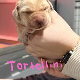 Dark Pink - Yellow female Labrador Retriever puppy in Manchester, Maryland from TMK Labradors