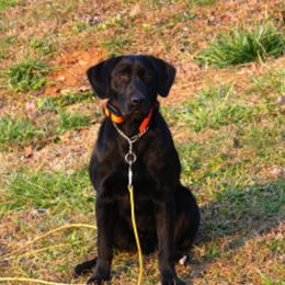 Labrador Retrievers from Troublesome Retrievers