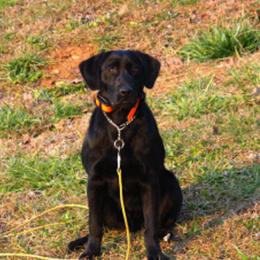 Labrador Retrievers from Troublesome Retrievers