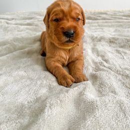 Moss - Dark golden Golden Retriever puppy in Nampa, Idaho from Redwood Goldens