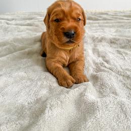 Moss - Dark golden Golden Retriever puppy in Nampa, Idaho from Redwood Goldens