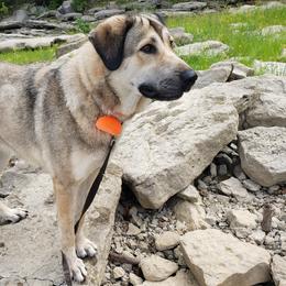 Anatolian Shepherd Dogs from Cedar Trace Farm