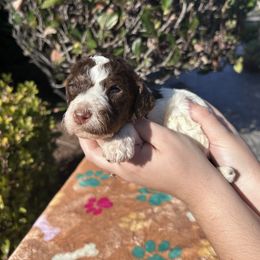 Chestnut Noel - Parti male Poodle puppy in Corona, California from Garden Of Poodles