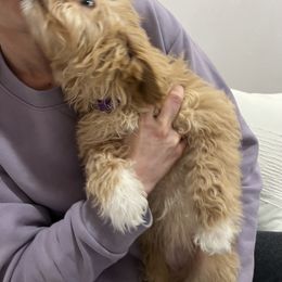 Cavapoo Puppies from PuppybuddyUSA