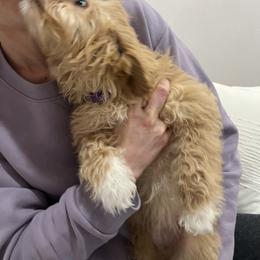Cavapoo Puppies from PuppybuddyUSA