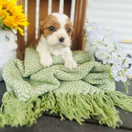 Cheddar - Blenheim male Cavalier King Charles Spaniel puppy in Bellevue, Michigan from Phoenix Farm