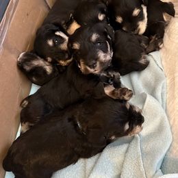 Miniature Schnauzer Puppies from Tiffany Bailey
