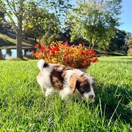 Hazel - Cream female Aussiedoodle puppy in Taylor, Missouri from Pawsitively Doodles