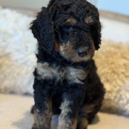 Khloe - Parti female Goldendoodle puppy in Chapin, South Carolina from Kava Kennels