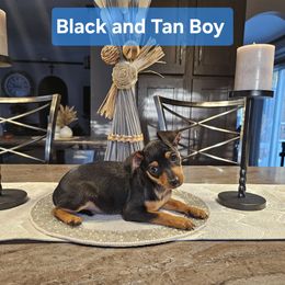 Black and Tan Boy 3 - Black and rust Miniature Pinscher puppy in Blossvale, New York from CNY Miniature Pinschers