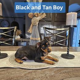 Black and Tan Boy 3 - Black and rust Miniature Pinscher puppy in Blossvale, New York from CNY Miniature Pinschers
