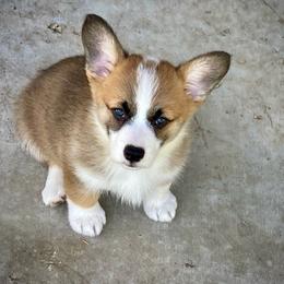 Pembroke Welsh Corgi Puppies from McCall Creek Corgis