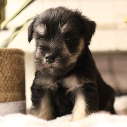 Bentley - Black and silver male Miniature Schnauzer puppy in Yucaipa, California from Mt. View's Pretty Little Schnauzers
