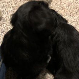 Miniature Schnauzer and Poodle Puppies from Bits & Bytes Farm