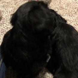 Miniature Schnauzer and Poodle Puppies from Bits & Bytes Farm