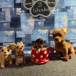 Hershey Kiss - Chocolate and tan male Chihuahua puppy in Leesburg, Florida from Mystic Angels Chihuahuas