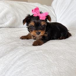 Puppy 7 - Black and gold female Yorkshire Terrier puppy in Modesto, California from TheDogHouse