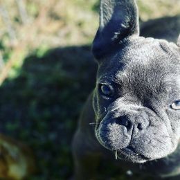 French Bulldogs from P’s Bullytroops