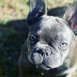 French Bulldogs from P’s Bullytroops