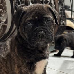 Bullmastiff Puppies from Silverback Bullmastiffs