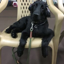 Flat-Coated Retriever Puppies from Nautabout Kennels