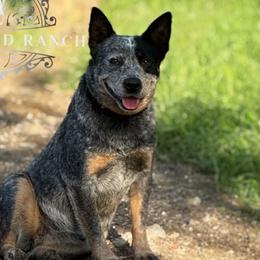 Sage - Australian Cattle Dog