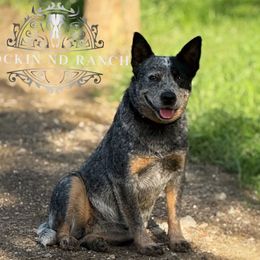 Sage - Australian Cattle Dog