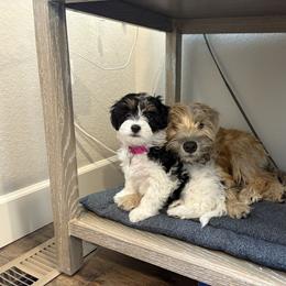 Bernedoodle, Cavapoo, Havanese, and Havapoo Puppies from Lady Paws Puppies - Cassie