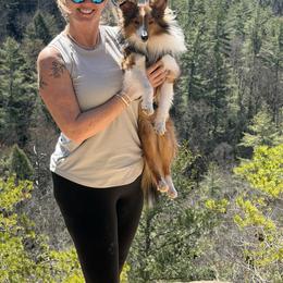 Shetland Sheepdog All Grown Up from Justsimplyshelties