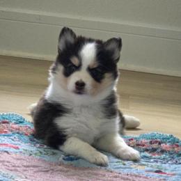 Maeve - Tri-color female Pomsky puppy in Orlando, Florida from Way too cute Pomskies