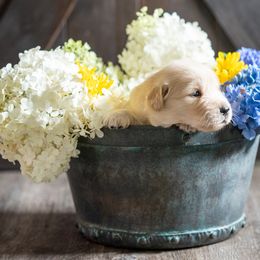 Girl 1 - Golden Retriever puppy in Franklin County, North Carolina from Cedar Bend Goldens