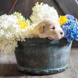 Girl 1 - Golden Retriever puppy in Franklin County, North Carolina from Cedar Bend Goldens