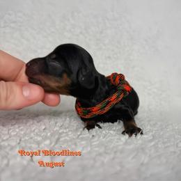 August - Black and tan male Dachshund puppy in Wooldridge, Missouri from Royal Bloodline Canines