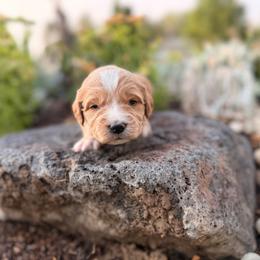 Blaze - Apricot male Goldendoodle puppy in Twin Falls, Idaho from Magic Valley Family Doodles