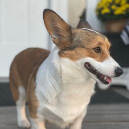 Olivia - Labrador Retriever