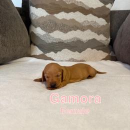 Gamora - Cream female Dachshund puppy in Atwater, California from Dachshunds of cali
