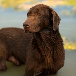 Labrador Retriever All Grown Up from Rosewood Retrievers Inc